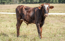LAR Expresso Latte 5112 x KDK Thor bull