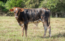 RC Brews Million x KDK Thor bull
