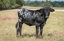 CK I Bee Shy x KDK Thor heifer