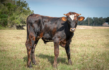 Pretty Rustic x KDK Thor bull