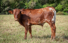 CK What's the Buzz x KDK Thor bull