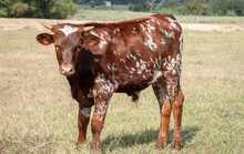 HL Buzzin' Beauty x KDK Thor bull