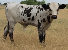 Cadillac 2018 bullcalf