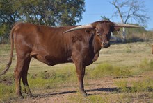 CBF Autum Ember