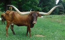 Horseshoe J The Example