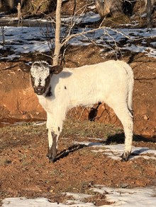 CTA OPALITE