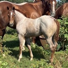 FILLY 2