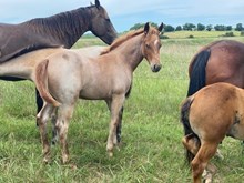 FILLY 3