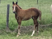 FILLY 4