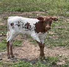 First Lady Heifer Calf