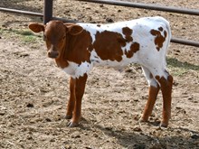 CND X first kiss bull 457