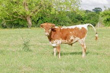 Bull Florence Rose x Turn it Loose BCR
