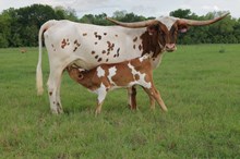 BCR FOXY ROSE 346