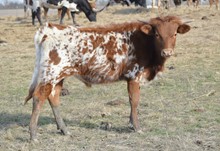 KCM Unnamed Bull 951