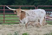 HBR Marcie