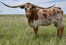 RJF COWGIRL SASS