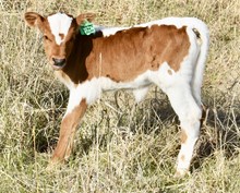 ROYAL T X TSUNAMI LIBERTY heifer