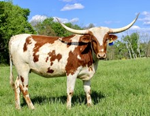 HL Rustic Cowgirl