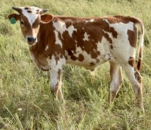 ROYAL T X MONACO SWEETHEART  II bull