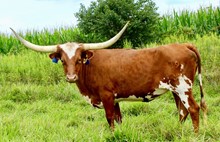 BCR Dutchess 795