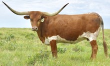 GLR  TEXANA TUFF