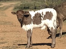 Malachi X WF Ruby bull