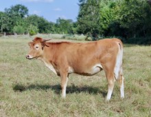 BCR Gen V 540