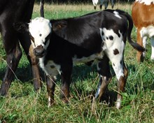 BUSINESS X GRUMPY HEIFER
