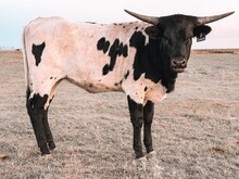 3P COWBOY'S GUCCI