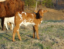 Harley bull calf