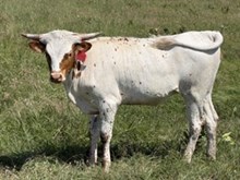 Rocking Success x KDK Wildfire Heifer Calf