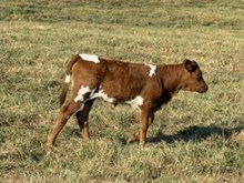 26 Heifer