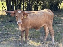 Conchita Heifer