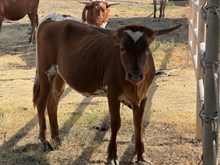 Charros Dream Heifer