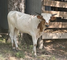 Heifer 2025