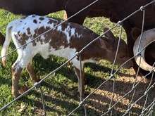 Heifer Calf (h)
