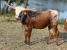 Heifer Calf
