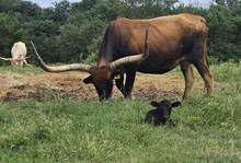 TCC Hersheys Milk Choc 2026 heifer