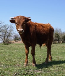 HERMAN