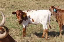 RTG Texas Honey