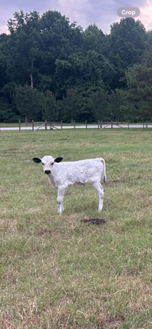 BBC BULL CALF