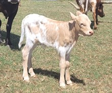 Lazy J's Hourglass 2026 heifer