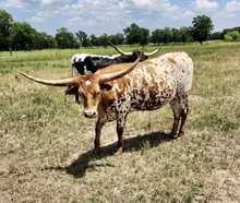 BL ANNIE OAKLEY