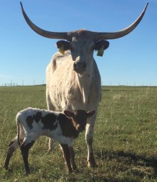 IM BULL 58/17