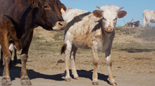 SB x Brandie Jay heifer