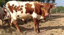 SHEZA Bull  2886 TAG 11