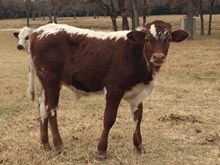 LOADED BULL