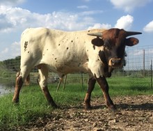 Rim Rock Steer