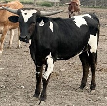 SADDLE JEWEL X BR JUNGLE JIM - TAG 2577