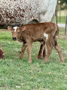 Rebel HR x HELM Miss Impressive (h)